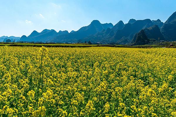 贵州油菜花景点在哪里 贵州油菜花哪里最有名2022