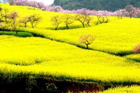 贵州油菜花景点在
