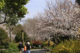上海鲁迅公园樱花开了吗2022 附樱花观赏攻