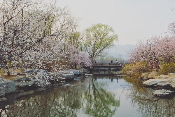 北京植物園桃花什么時候開 北京植物園桃花花期