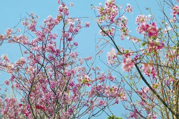 2022广州九龙湖生态公园樱花最佳观赏地点