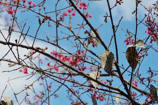 2021广州从化天适樱花悠乐土樱花没有雅赏指北（时候天面交通）