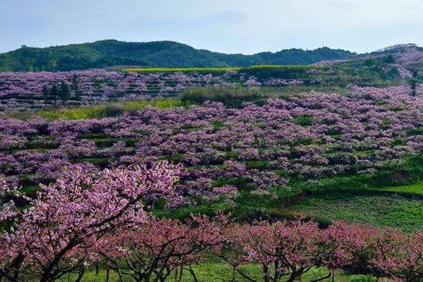 2021上海各大公园春季赏花花展活动安排汇总