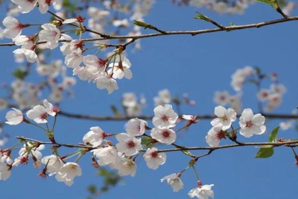 2022温州赏樱花的地方 温州赏樱花好去处推荐