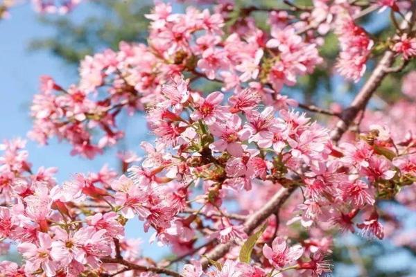 2022深圳仙湖植物园有樱花看吗 附一日游攻略