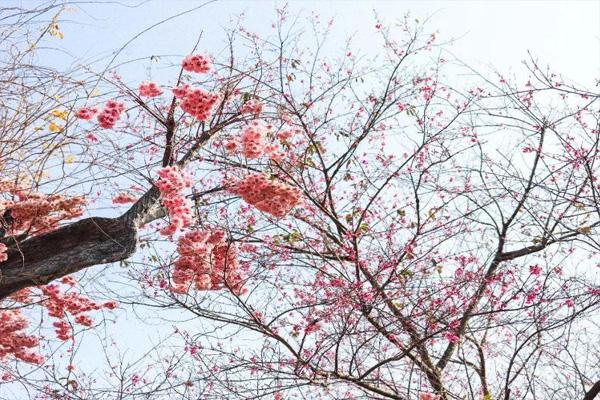 2022深圳仙湖植物园有樱花看吗 附一日游攻略