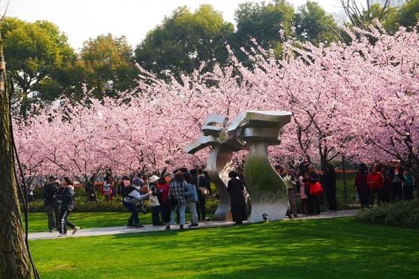 2022上海静安雕塑公园樱花开了吗