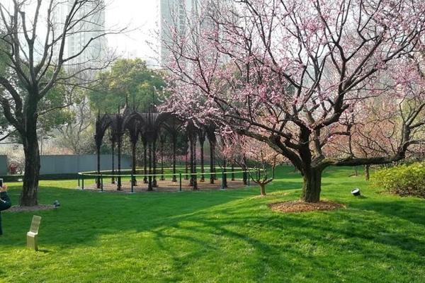 2022上海静安雕塑公园樱花开了吗