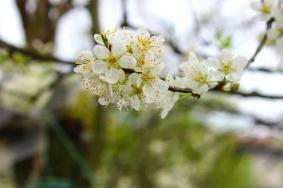 2021潼南梨花节好久开 潼南梨花在哪里看