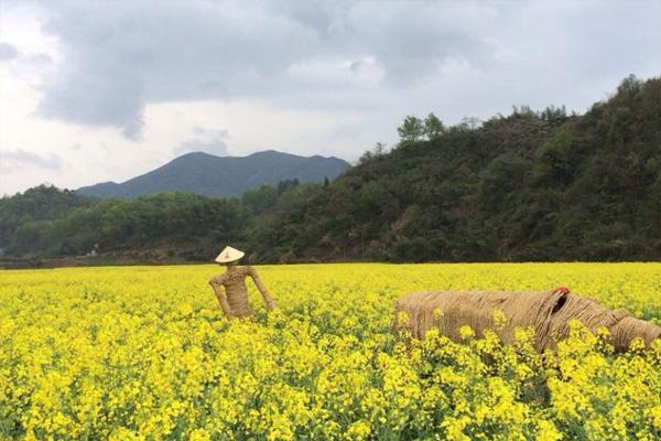 2022杭州油菜花甚么时候着花