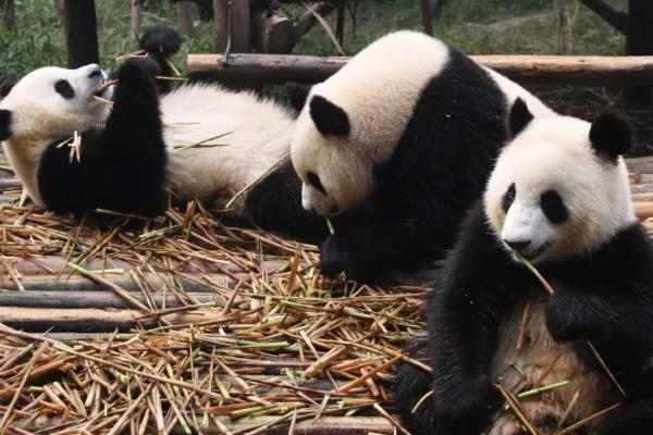 大熊猫直播在哪里看 全球动物园直播入口