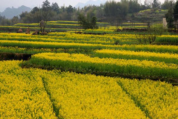 杭州油菜花最美的地方杭州油菜花在哪里2022