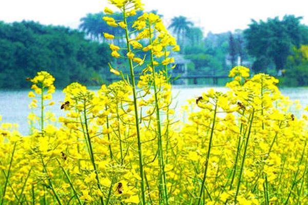 油菜品种榜首,再过几天,浅黄,淡粉,纯白等十多个颜色的花苞将会陆续