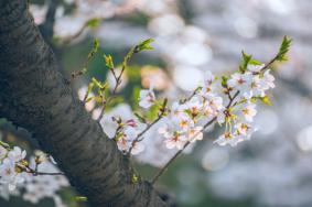 无锡樱花怎么拍照好看 无锡樱花什么时候盛开