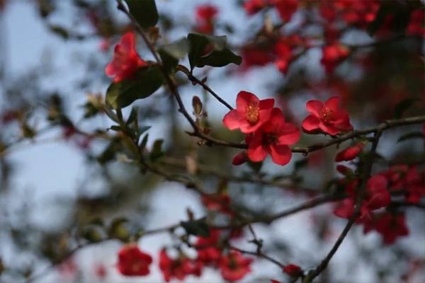 重庆九曲河湿地公园春季赏花攻略 重庆赏花好去处