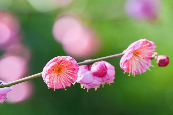 重慶九曲河濕地公園春季賞花攻略 重慶賞花好去處