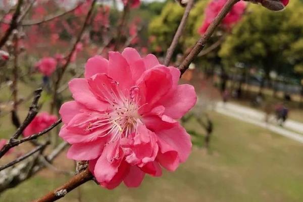 2021广州莲花山门票多少钱 广州莲花山赏花攻略