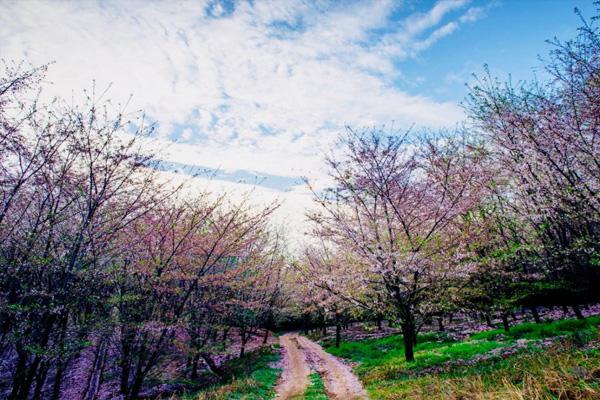 2021四季贵州景区泉美樱花节有什么好玩的项目