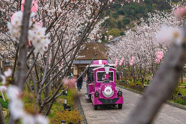 無錫拈花灣櫻花號小火車運行時間 無錫拈花灣櫻花最新花情2021