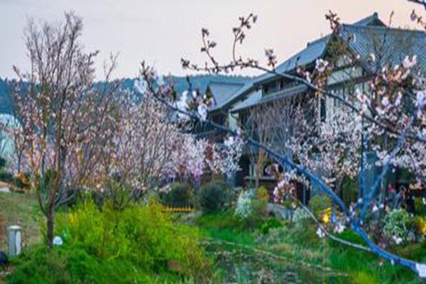 無錫拈花灣櫻花號小火車運行時間 無錫拈花灣櫻花最新花情2021