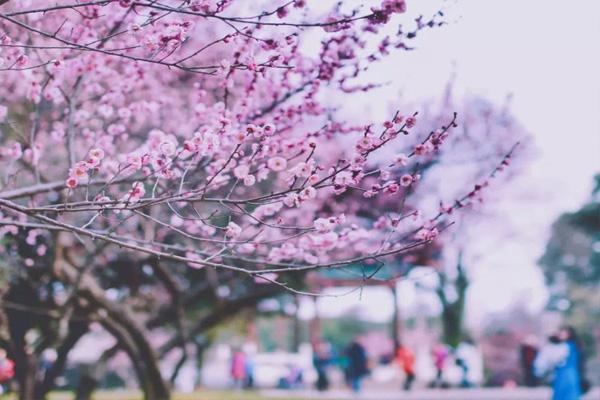 武汉大学樱花预约2021 武大樱花2021年什么时候开放