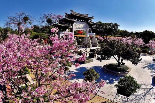 2021广州宝墨园樱花节什么时候开幕 附最佳观赏时间