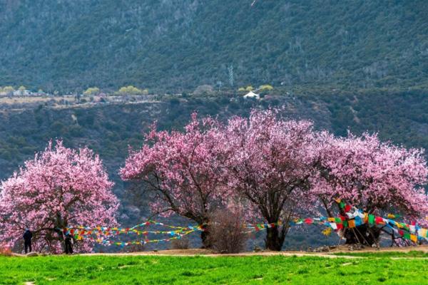 3月去哪里旅游合適 三四月賞花去哪賞花