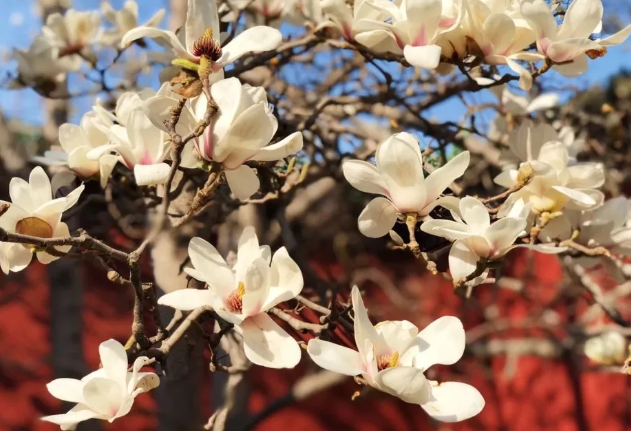 北京三月赏花去哪里 三月北京去哪玩比较好
