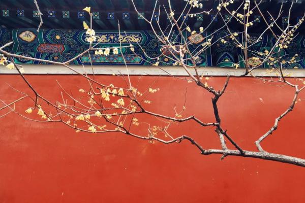 北京三月赏花去哪里 三月北京去哪玩比较好