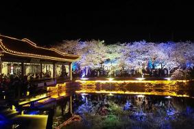 无锡鼋头渚夜樱开放时间2021 无锡鼋头渚夜樱门票
