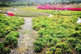 2021南宁花雨湖玫瑰花文化节游玩时间-地点-交通