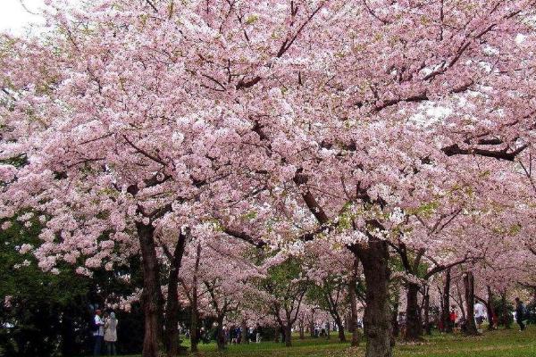 上海松江赏花的地方有哪些2021 上海松江赏花地推荐