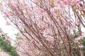 2021深圳三八节赏樱花的地方有哪些 深圳三八节赏樱花的地方推荐