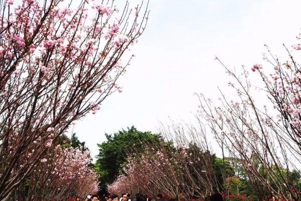 2021深圳三八节赏樱花的地方有哪些 深圳三八节赏樱花的地方推荐