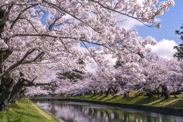 2022苏州赏樱花最佳的地方 苏州赏樱花胜地有哪些