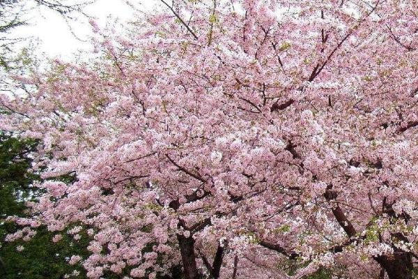 2022苏州赏樱花最佳的地方 苏州赏樱花胜地有哪些