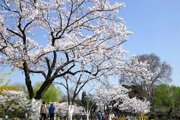 南京玄武湖樱花开了吗2021 南京玄武湖樱花节活动