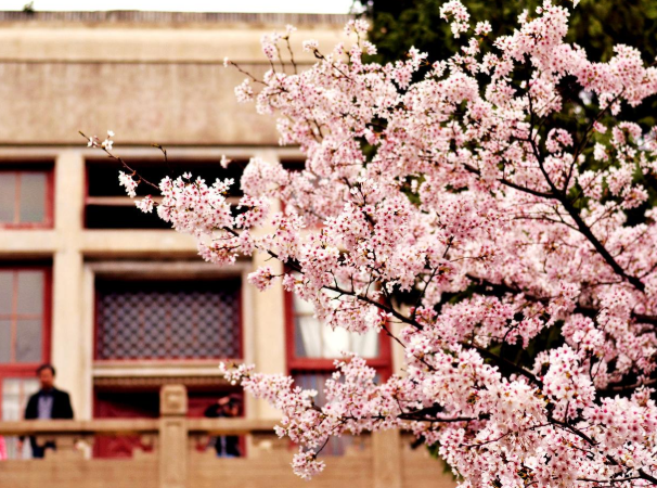 2021武汉大学樱花预约通道 武大樱花预约官网提前几天-预约流程