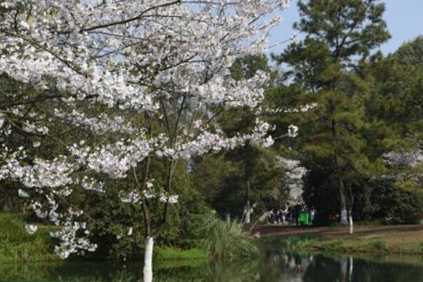 2022杭州太子湾公园樱花什么时候开 杭州太子湾公园樱花最佳观赏时间