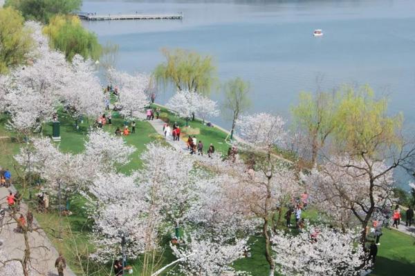 南京玄武湖樱花在哪里 什么时候开