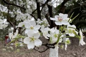 成都赏梨花的地方有哪些 成都赏梨花的地方推荐2021