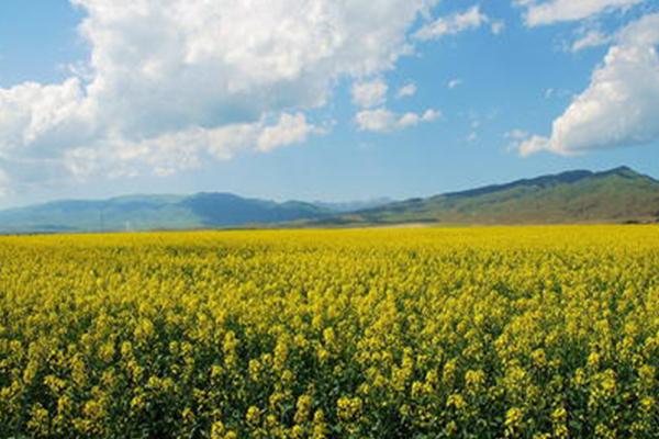 成都邛崃2021天府田园油菜花节-时间地点及活动内容