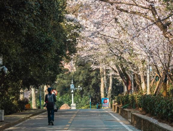 武漢大學櫻花預約時間和通道