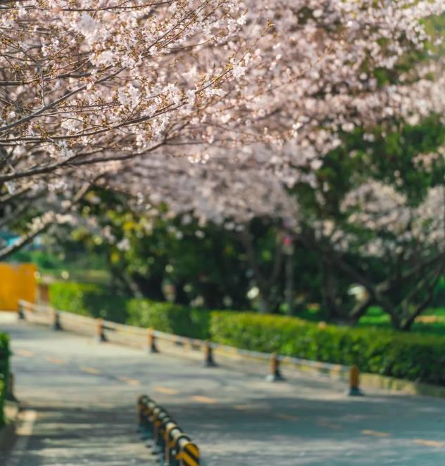 武漢大學櫻花預約時間和通道