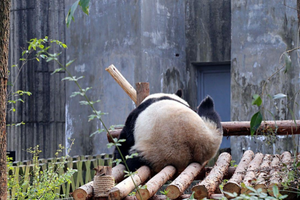 2021成都大熊猫博物馆要不要门票-位置