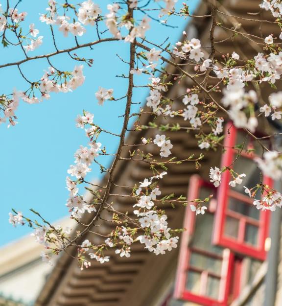 武漢大學櫻花預約時間和通道