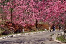 2021昆明郊野公园桃花文化节什么时候举办
