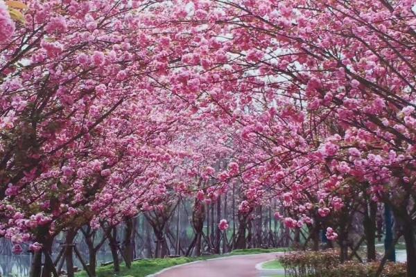 青白江凤凰湖樱花开了吗2021 成都凤凰湖樱花节什么时候开始