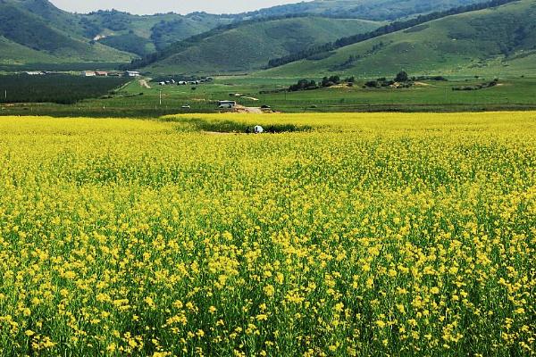 成都油菜花哪里好看 成都油菜花網紅地2022