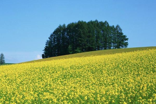 成都油菜花哪里好看 成都油菜花網紅地2022